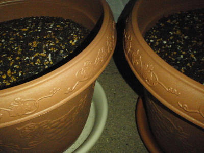 P5280212kl1.jpg