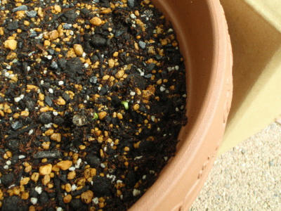 P5290219jk3.jpg