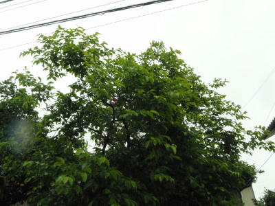 P5300226fg1.jpg