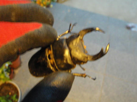 P5300264op0.jpg