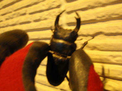 P5300260op1.jpg