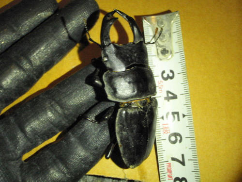 P5300265op2.jpg