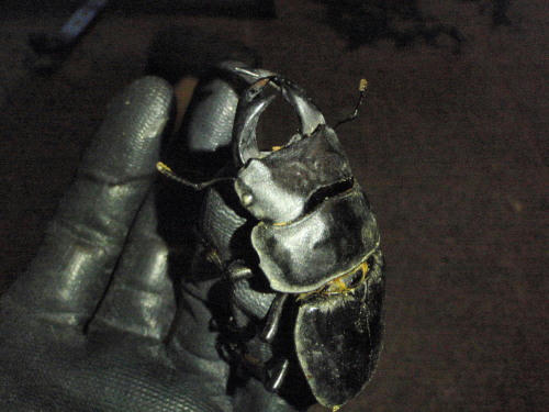 P5300270op3.jpg