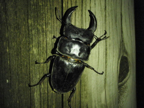 P5300273op5.jpg