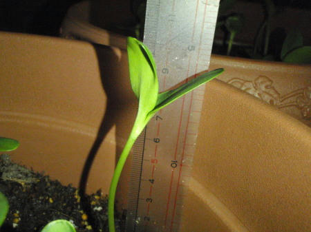 P6020361op5.jpg