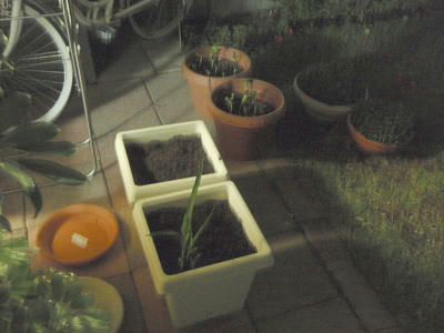 P6020368op8.jpg