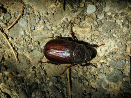 P6060019op7.jpg