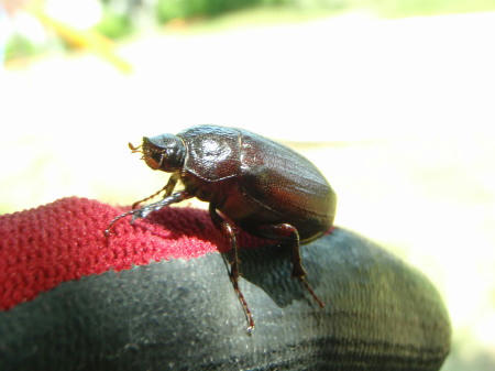 P6060020op8.jpg