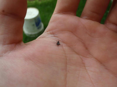 P6060037op11.jpg