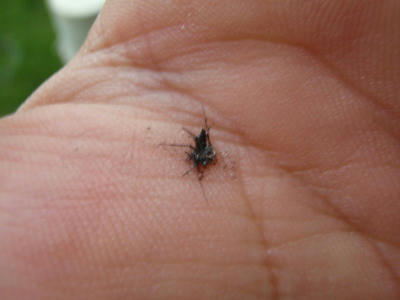 P6060038op12.jpg