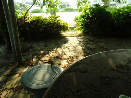 P6070072op2.jpg