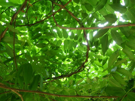 P6070073op4.jpg