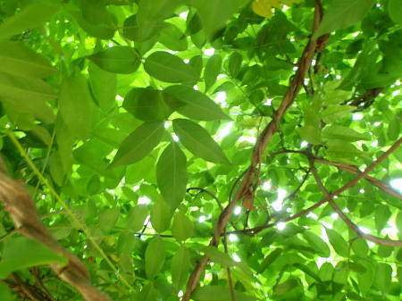 P6070075op5.jpg