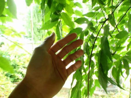 P6070059op6.jpg