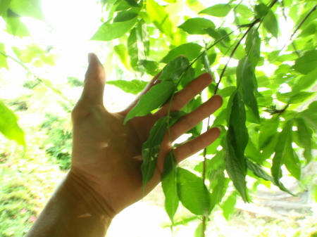 P6070058op7.jpg
