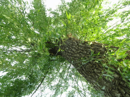 P6070065op8.jpg
