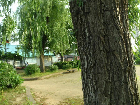 P6070063op7.jpg