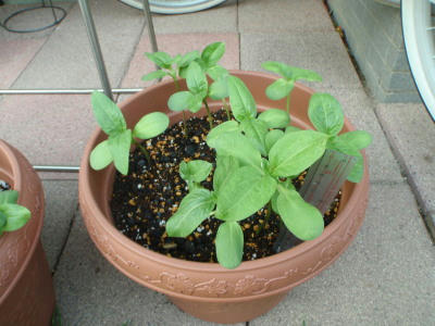 P6070079op2.jpg