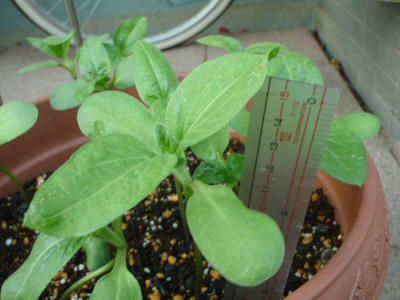 P6070078op4.jpg