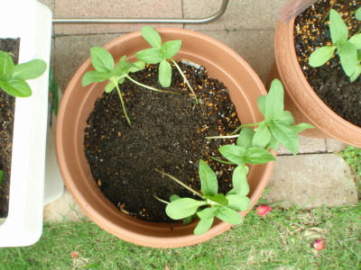 P6070094op13.jpg