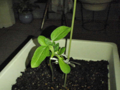 P6080099kl2.jpg