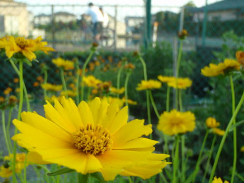 P6030396op1.jpg