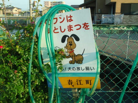 P6030397op2.jpg