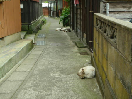 P6090127op2.jpg