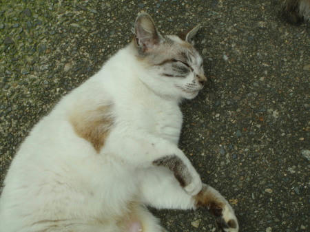 P6090131op4.jpg