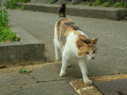 P6090148op13.jpg
