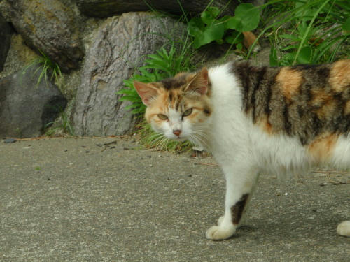 P6090153op15.jpg