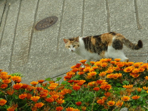 P6090154op16.jpg