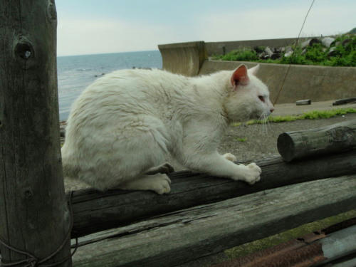 P6090159op19.jpg