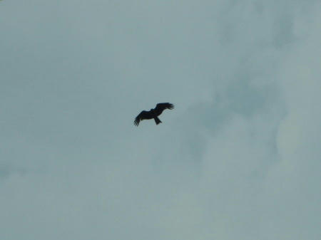 P6090167kl4.jpg