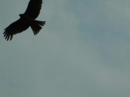P6090140kl3.jpg