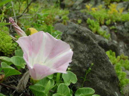 P6090171kl7.jpg