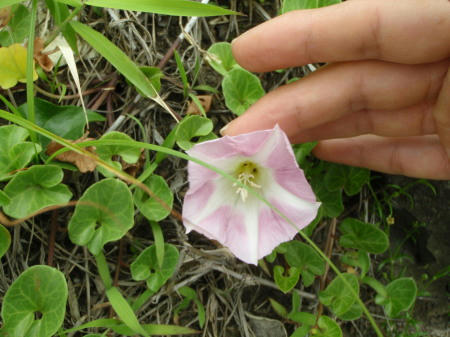 P6090172kl8.jpg