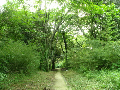 P6090211op7.jpg