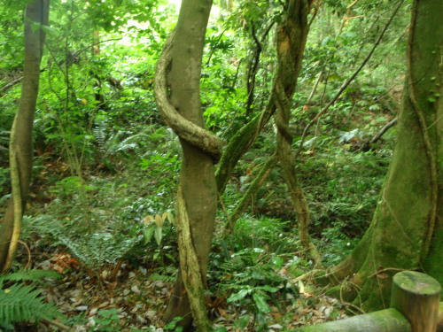 P6090215op3.jpg