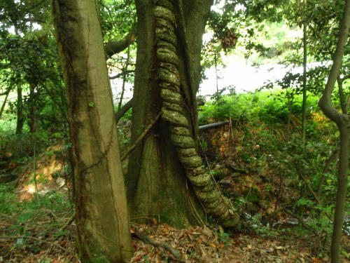 P6090213op4.jpg