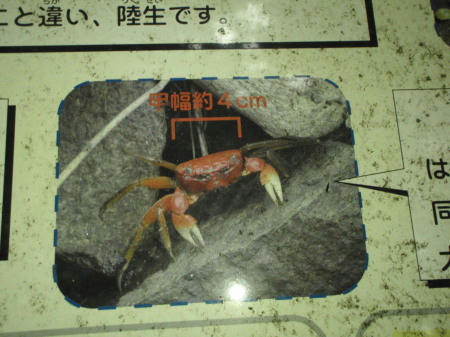 P6090227kl2.jpg