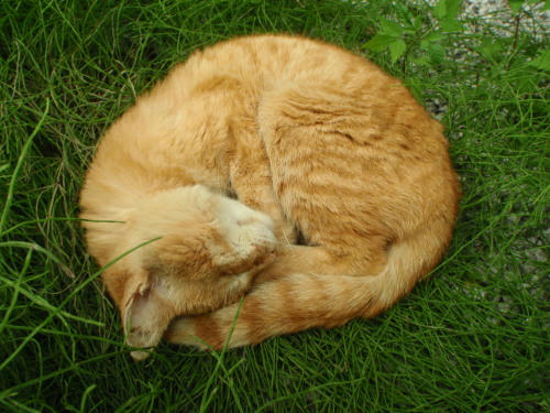 P6100260op2.jpg