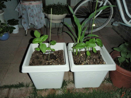 P6110273kl2.jpg