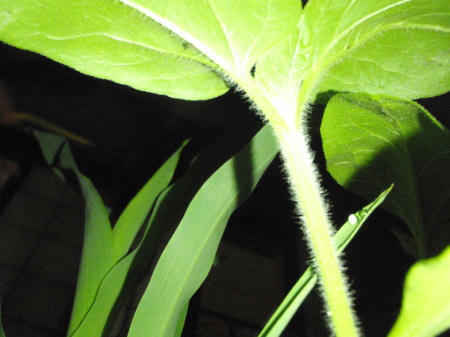 P6110270kl3.jpg