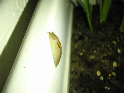 P6110269kl4.jpg