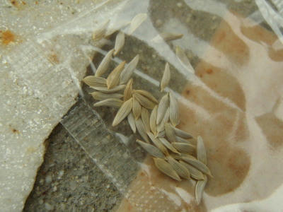 P6100252op7.jpg
