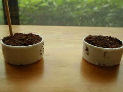 P6120277op9.jpg