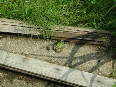 P6130284op2.jpg