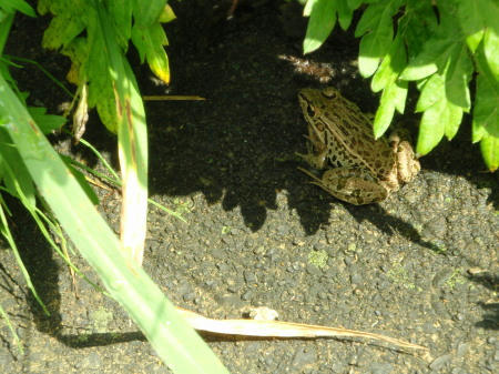 P6130287op4.jpg
