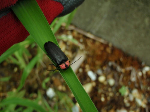 P6130347op5.jpg